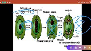 Biovégétale Chapitre 5  La reproduction chez les Angiospermes [upl. by Bernard]