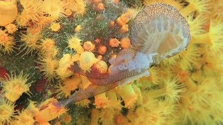 Corals eating jellyfish Astroides calycularis vs Pelagia noctiluca [upl. by Romaine617]