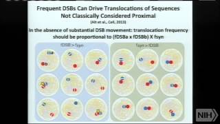 Antibodies Genome Stability and Cancer [upl. by Aremmat]