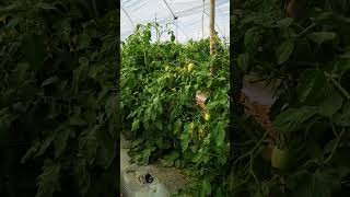 Jitomates Torreon en Macrotuneles 🍅🍅 [upl. by Ruggiero9]