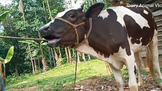 quotmooquotving videos the adorable sounds of cows and their daily life on the farm [upl. by Leahicm]