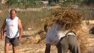 MĠARR MALTA ILQIEGHA interview amp reenactment of Maltese wheat harvesting [upl. by Huoh]