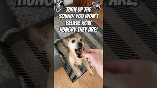 Snack Attack Sum amp Pixie’s Yummy Treat🍪🔈dogsofyoutube hungry mustwatch dogshort snackattack [upl. by Jenny]