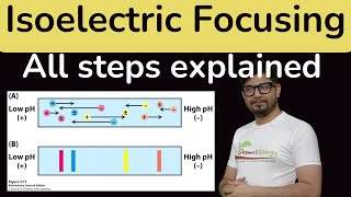 Isoelectric focusing in Hindi  Isoelectric focusing for proteins IEF [upl. by Athalie]