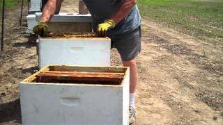 How to split a Beehive Easiest method by Tim Durham [upl. by Eesdnyl]