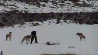 Coyotes Defend Their Den From a Wolf [upl. by Kcirad]