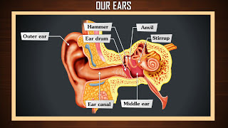 How ear works  Anatomy of the human ear  Human ear  structure and working [upl. by Lseil]