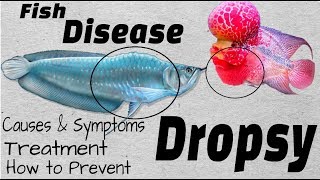 Aquarium Fish Disaster  What is Dropsy Disease and How To Cure Them [upl. by Hale]