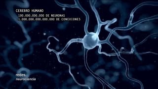 Redes 160 Cómo se conectan las neuronas  neurociencia [upl. by Manbahs]