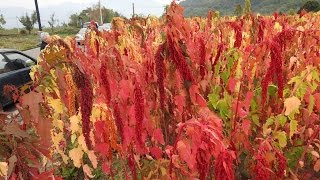 2017武陵踏春見 台灣紅藜Chenopodium formosanum Koidzmp4 [upl. by Farmelo]