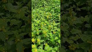 Yellow Archangel  Lamium Galeobdolon  Beautiful flower [upl. by Inoek]