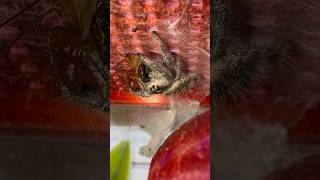 the spider and mantis fed with pincers phidippusregius orchidmantis ghostmantis rockninsectes [upl. by Swan536]