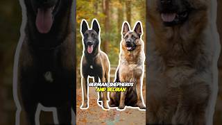 The key personality difference between German Shepherds and Belgian Malinois [upl. by Lana572]