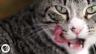 Why Does Your Cats Tongue Feel Like Sandpaper  Deep Look [upl. by Ramirol]