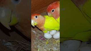 Birds nutrients Food dite 🦜shortsfeed birds parakeet lovebirds parrot [upl. by Sailesh]