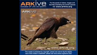 Striated caracara National Geographic [upl. by Ginni]