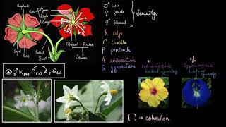 Floral formula  Plant kingdom  Biology class 11  Khan Academy [upl. by Sarkaria]