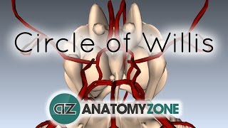 Circle of Willis  3D Anatomy Tutorial [upl. by Attinahs]