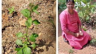 तुलसी प्रमाणेच बहुगुणी सहदेवी चे झाड Purple fleabane plant kokan forest farming information [upl. by Jack394]