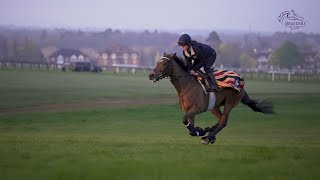 Breeders Cup Contenders George Boughey [upl. by Pickering]