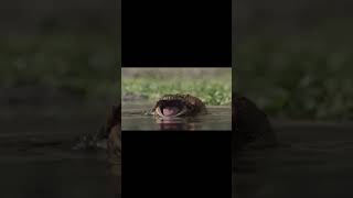 Beelzebufo introduction Prehistoric planet edit prehistoric dinosaur frog edit documentary [upl. by Akkinahs912]