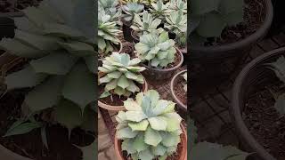 Agave Americana an extremely beautiful plant shampys garden shorts [upl. by Yruoc314]