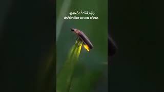 Surah Hajj Aayat Verses 19202122 By Qari shahjhan💯♥️👍viralvideoshortvideoksnzul iman [upl. by Ylsel]