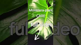 Monstera plant leaf shorts plants tree [upl. by Finnegan]