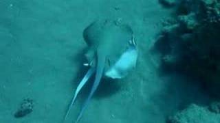 Blue Spotted Stingrays [upl. by Anen]