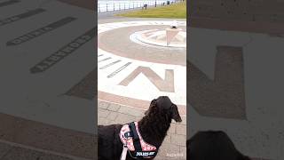 Adventure With Doggies  Filey Yorkshire Coast🐶🐾❤️🌳 shorts yorkshire  Filey Beach [upl. by Ximenes794]