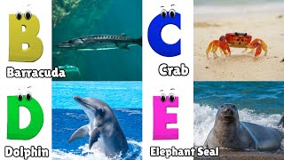 Sea Animals ABC Song for Toddler  Phonics for Kids  Alphabet Letters [upl. by Alyel]