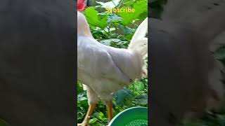 Haai vanga kadala vida nilam🤣😂😅kozhikoothugal comedy chicken funny shortvideo yt [upl. by Rider]