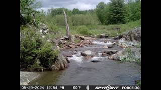 Johnsons Mill Dam Removal Site  Jan through Aug 2024 Timelapse  Downstream Camera [upl. by Sidoma]