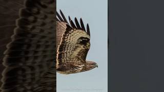 Reasonable Buzzard shot photography wildlife birds [upl. by Pirnot]