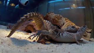 MATING MADAGASCAR SPINY TAILED IGUANASEeeGadsssLizard Penis [upl. by Htebirol116]