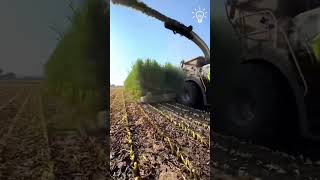 Is harvest time youtubeshorts youtube youtuber harvest [upl. by Etezzil]