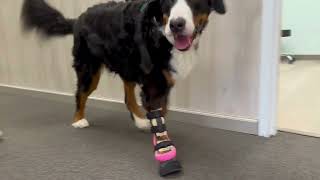 From Paw Loss to Confidence Bernese Mountain Dog Walks Again with Custom Brace [upl. by Aniger964]