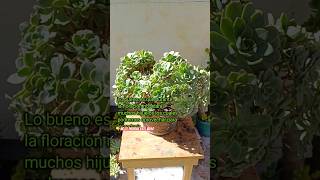 Aeonium Haworthii info suculentas plantas bonsai jardin jardineria sucus [upl. by Ardnassak]