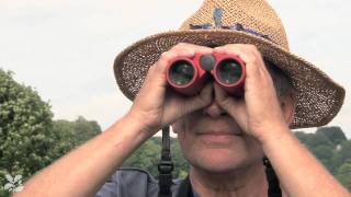 Butterflies Spotting and identifying Britains butterflies [upl. by Noisla]