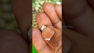 Vaijayanti Ka Paudha🦚Shri Krishna🙏Vaijayanti Ke Phool🌸Vaijayanti Mala✨ashasgardenstoryshorts [upl. by Keifer928]