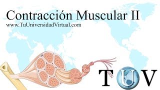 Parte 2 Contraccion Muscular Fisiologia Como Funciona Actina y Miosina  TuuniversidadVirtual [upl. by Namreg]