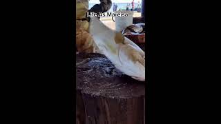 Amazing Fish Cutting Skills Fish Cutting Skills [upl. by Artenal467]