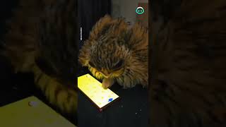 Owl becomes an iPad Kid  ViralHog [upl. by Leakim]