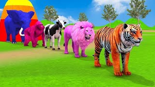 Long Slide Game With Elephant Gorilla Buffalo Hippopotamus Tiger  3d Animal Game  Funny 3d Animals [upl. by Kleper]