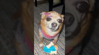 Where are the treats chihuahua pets dailydose dog cutedog cute wholesomemoments cuteanimal [upl. by Bartolomeo826]