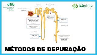 Fisiologia Renal  Métodos de depuração curto [upl. by Harehs]