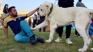 The World biggest Dogs Punjab Dog Show 2022 German Shepherd Bully Kutta Cute Puppy Animal Vlog [upl. by Dennett]