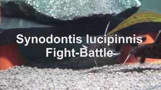 Synodontis lucipinnis FightBattle Aquarium [upl. by Zeni]