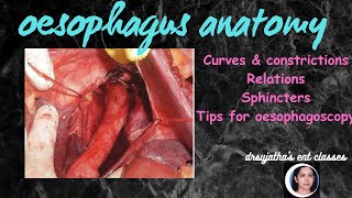 207Oesophagus anatomy anatomy of esophagus anatomylectures [upl. by Ariuqahs]