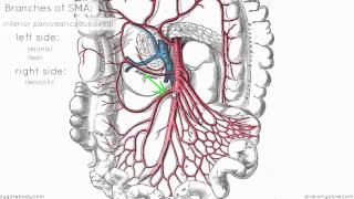 Superior Mesenteric Artery  Anatomy Tutorial [upl. by Yrod]